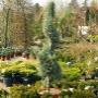 Venhorst & Zn Plantencentrum Berkenhof Louis