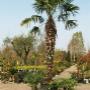 Venhorst & Zn Plantencentrum Berkenhof Louis
