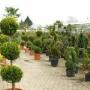 Venhorst & Zn Plantencentrum Berkenhof Louis
