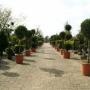 Venhorst & Zn Plantencentrum Berkenhof Louis
