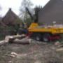 Vellen van een boom in Borne