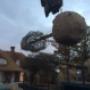 ARBOR Boomspecialisten