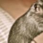 Dierenarts Huisdierenkliniek Hornstra