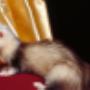 Dierenarts Huisdierenkliniek Hornstra