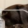Dierenarts Huisdierenkliniek Hornstra