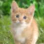 Dierenarts Huisdierenkliniek Hornstra