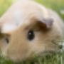 Dierenarts Huisdierenkliniek Hornstra