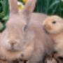 Dierenarts Huisdierenkliniek Hornstra