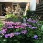 Blommestein Hoveniers