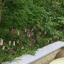 Blommestein Hoveniers