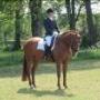 Ruitertraining