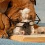 Meursing Dierenkliniek