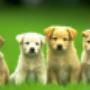 Meursing Dierenkliniek