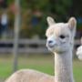 Dennenoord Dierenkliniek