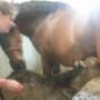 adoptie moederloze veulens