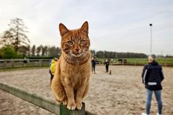 Dennenoord Dierenkliniek