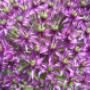 Hoveniersbedrijf Allium