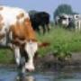Waterschap Vechtstromen