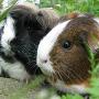 Barendrecht Dierenartsenpraktijk