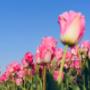 tulpen
