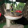 in kattenhotel Abdissenbosch