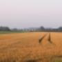Omgeving Groede