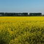 Omgeving Groede
