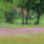 Damink tuin en landschap