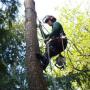 Hoveniersbedrijf Boom en Tuin - J van Dijk

Het snoeien van bomen