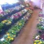 bloemenpresentatie