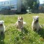 Jop, Sqweegels en Doerak