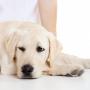 Majesta Uitvaartzorg voor Dieren