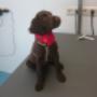 Door een bezoeker 13-09-2015 geüpload - puppy socialisatie