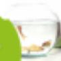 Discus Ad Gorisse