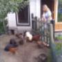 De dieren