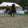 Stal Veldhoeve Manege & Trainingsstal