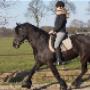 Stal Veldhoeve Manege & Trainingsstal