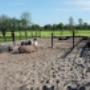 Stal Veldhoeve Manege & Trainingsstal