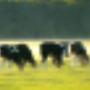 Dierenartsencombinatie Staphorst IJhorst Rouveen