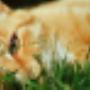 Dierenartsencombinatie Staphorst IJhorst Rouveen