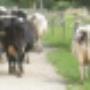 Dierenartsencombinatie Staphorst IJhorst Rouveen