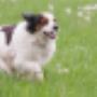Dierenartsencombinatie Staphorst IJhorst Rouveen