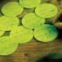Brouwers Accountants / Adviseurs Genemuiden