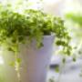 Tuincentrum Harkes