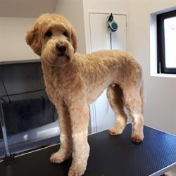 Hondentrimsalon Roos Trimsalon