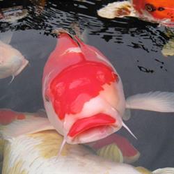 Koi Centrum IJmond