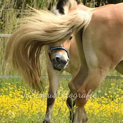 Manege Noordoostpolder