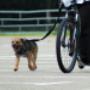 Workshop Steppen met de hond
