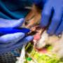 Dierenkliniek Ridderkerk Hoofdlocatie