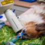 Dierenkliniek Ridderkerk Hoofdlocatie